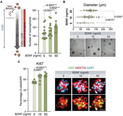 Differential contribution of TrkB and p75NTR to BDNF-dependent self-renewal, proliferation, and differentiation of adult neural stem cells